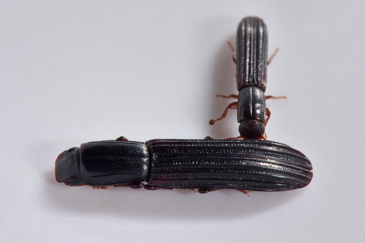 Zopheridae: Colydium elongatum, femmina e maschio